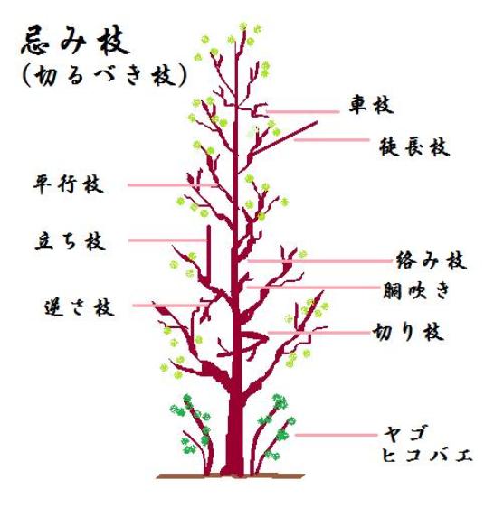 剪定例 イロハモミジ